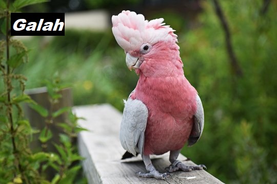 google search results: How to tell the age of a Galah